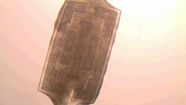 Heart Tissue Beats on Scaffold