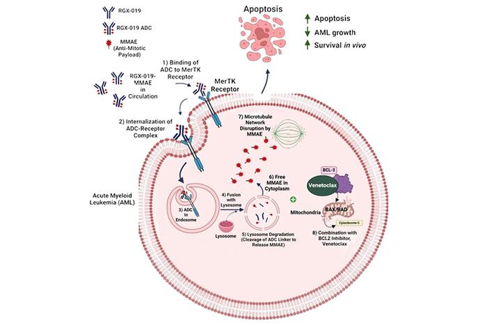 Graphical abstract