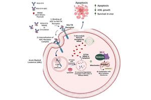 Graphical abstract