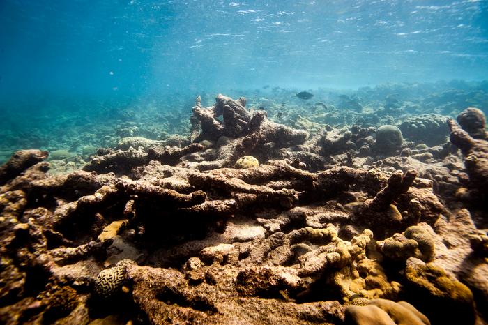 Dead Corals