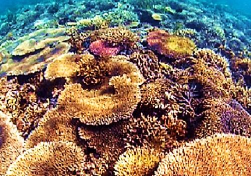Coral