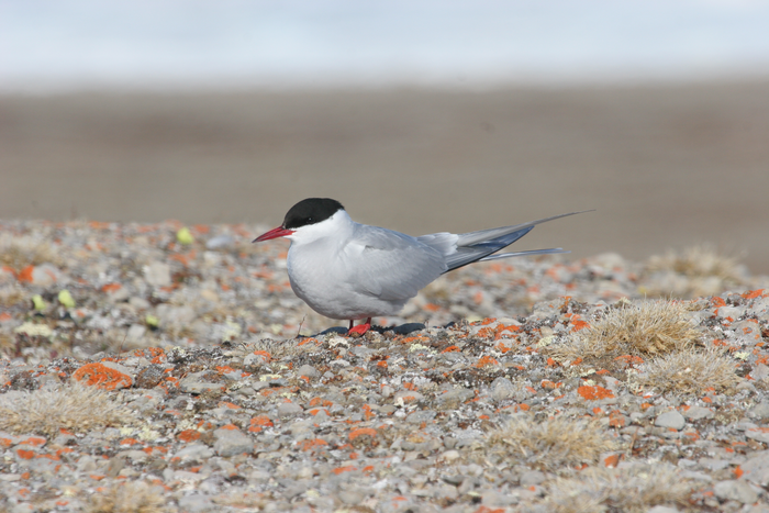 Arctic tern