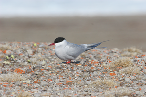 Arctic tern
