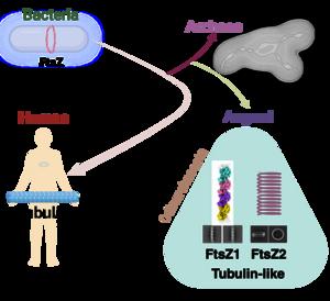 Infographic