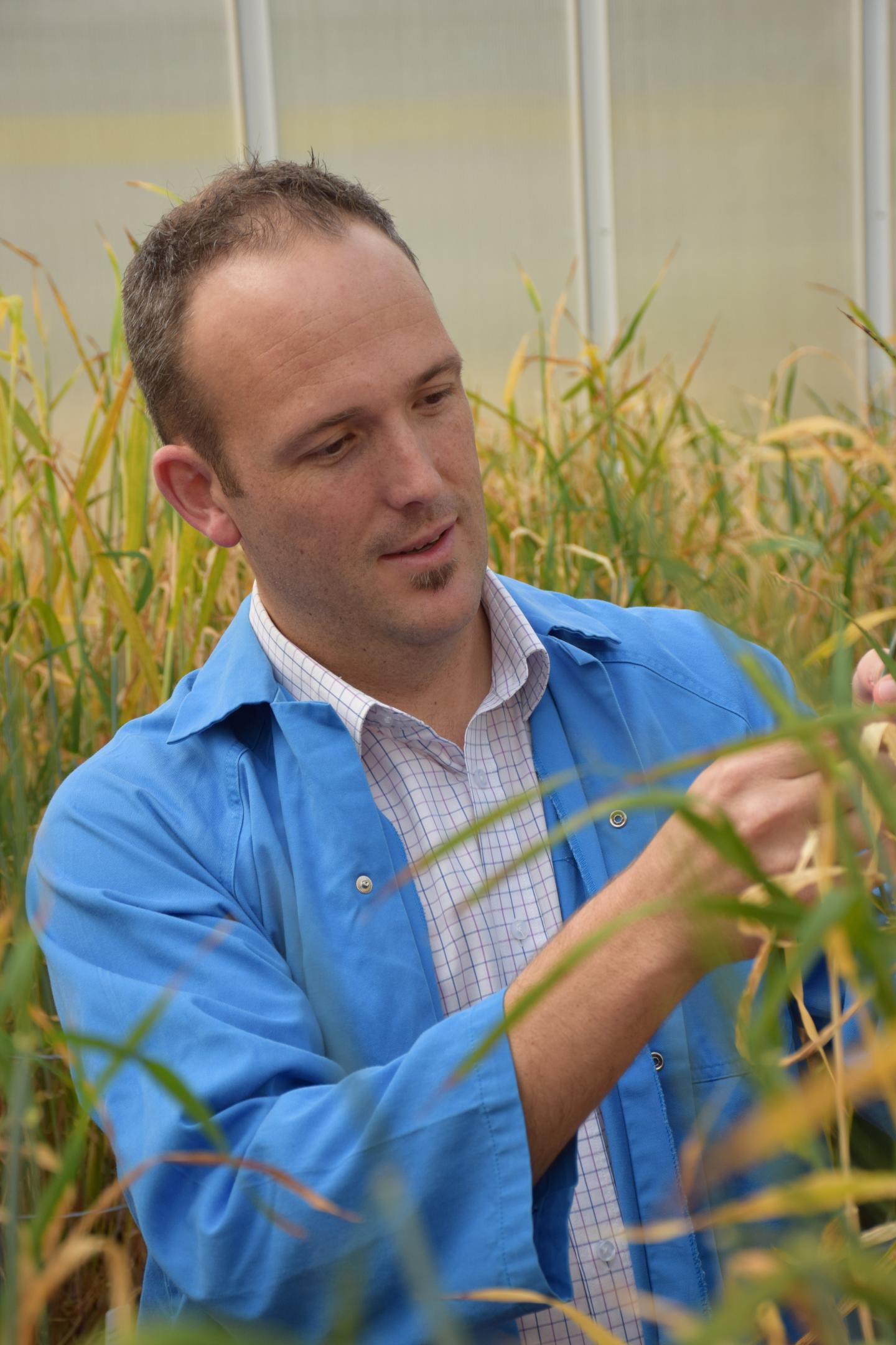 Unwrapping the Brewing Secrets of Barley