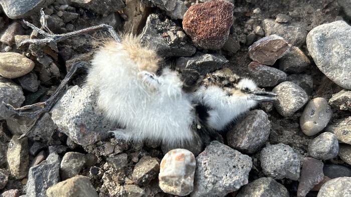 Dead Killdeer