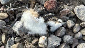 Dead Killdeer