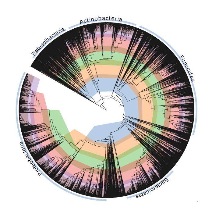 Phylogenetic Tree