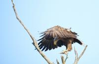 Landing White-Tailed Sea Eagle