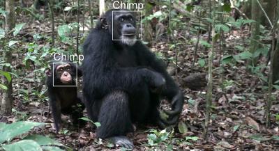 Special Software Helps to Save Species