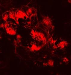 Ganglion Cells