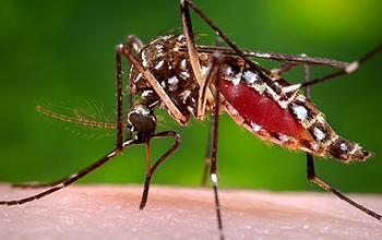 Female <I>A. aegypti</I> Mosquito