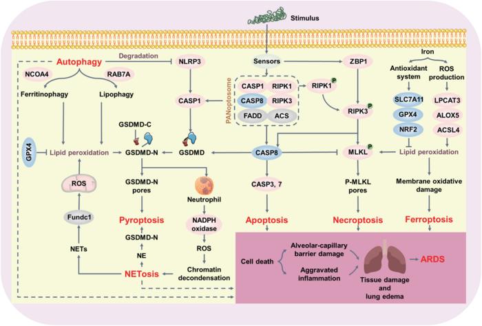 Crosstalk among cell death pathways in ARDS