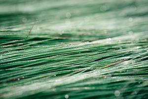 A close-up photo of fresh Igusa