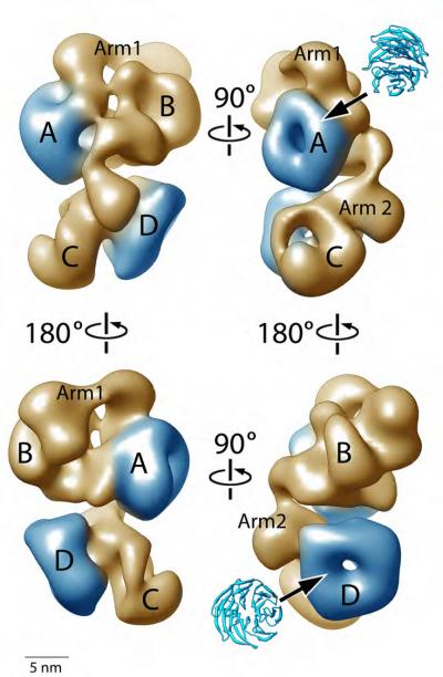 PRC2 Complex in 3-D