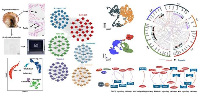 Single-cell RNA sequencing of six-month-old Argopecten irradians gonads revealed six distinct cell types along with the intercellular communication networks and signaling pathways that drive gonadal development.