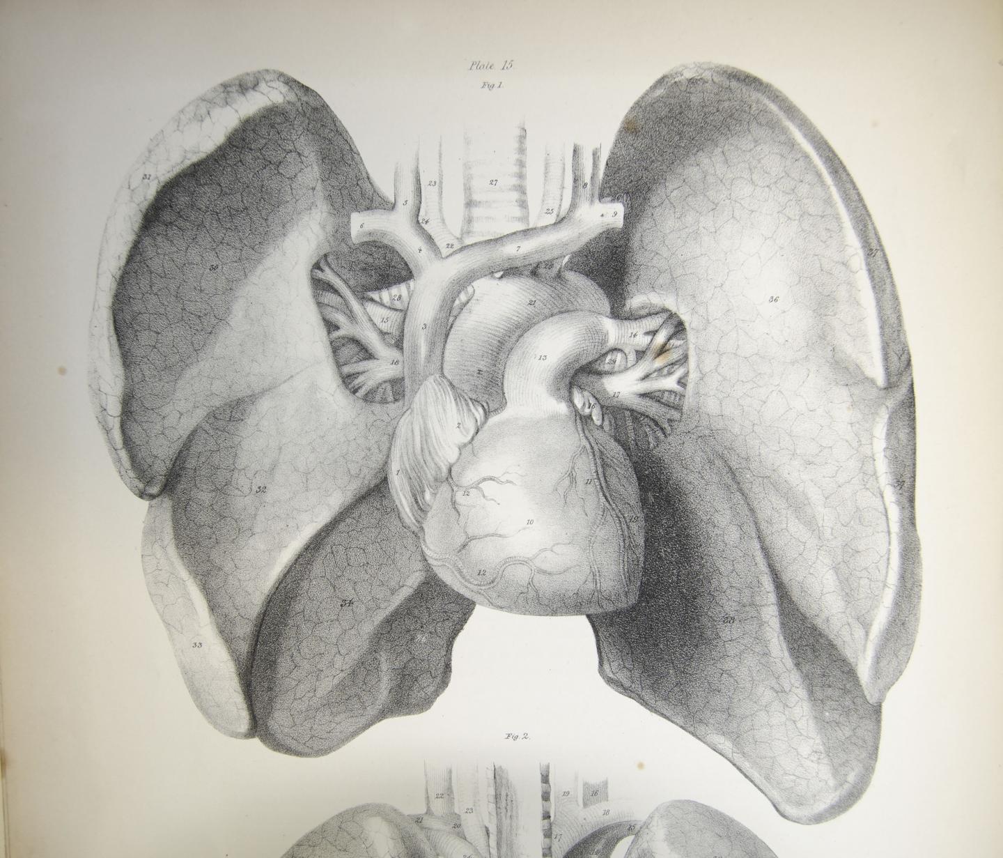 Fighting Lung Infection Trumps Wound Healing