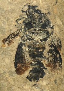 Fig. 4: The newly discovered fossil bumblebee Bombus (Kronobombus) messegus.