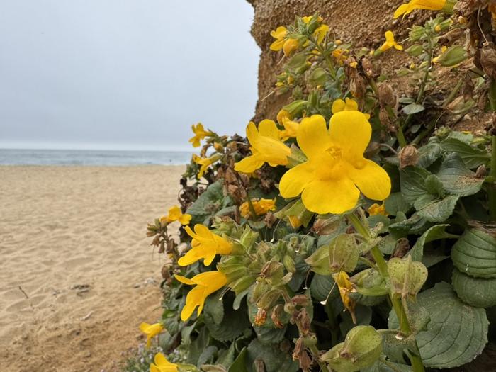 Yellow monkeyflowers (Mimulus guttatus) on the coast of California.