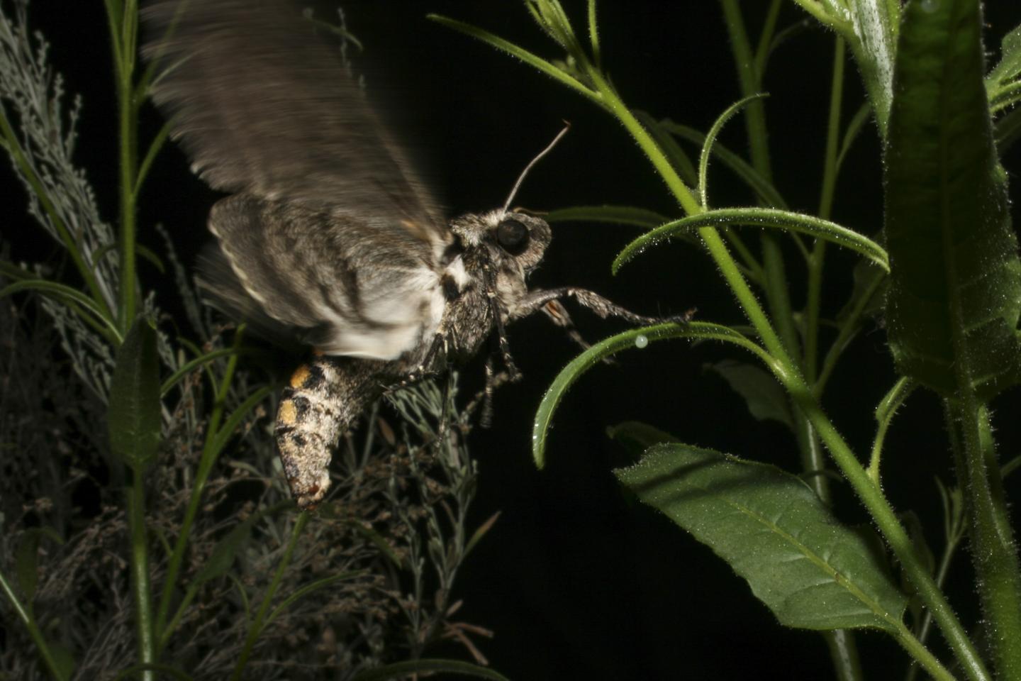 <i>Manduca sexta</i> Ovipositing
