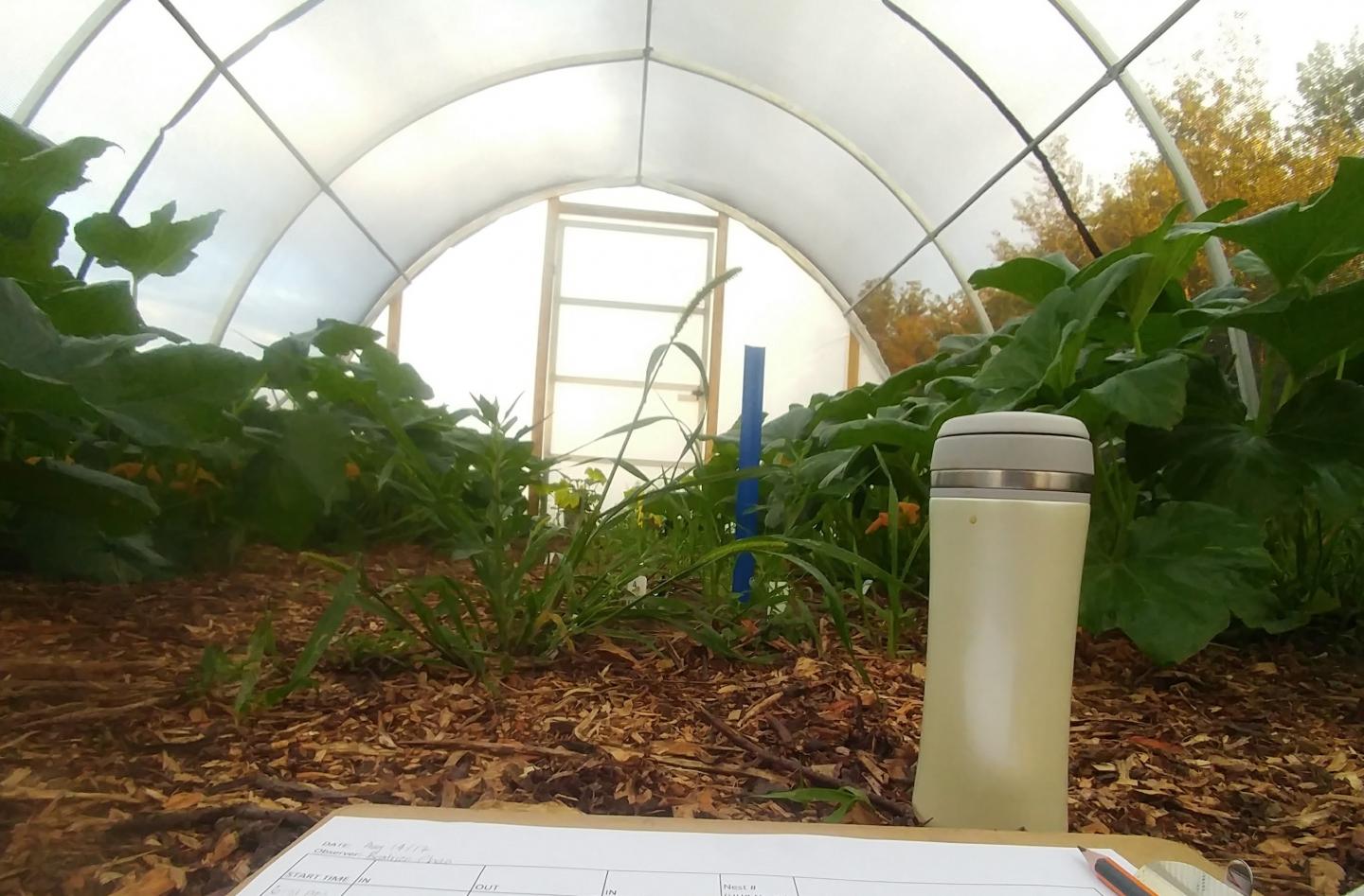 Pesticide Threatens Future for Key Pollinator