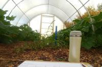 Pesticide Threatens Future for Key Pollinator