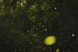 Fireflies in synchrony