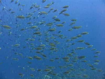 Reefs Lure Fish With Sulfurous Scents (1 of 3)