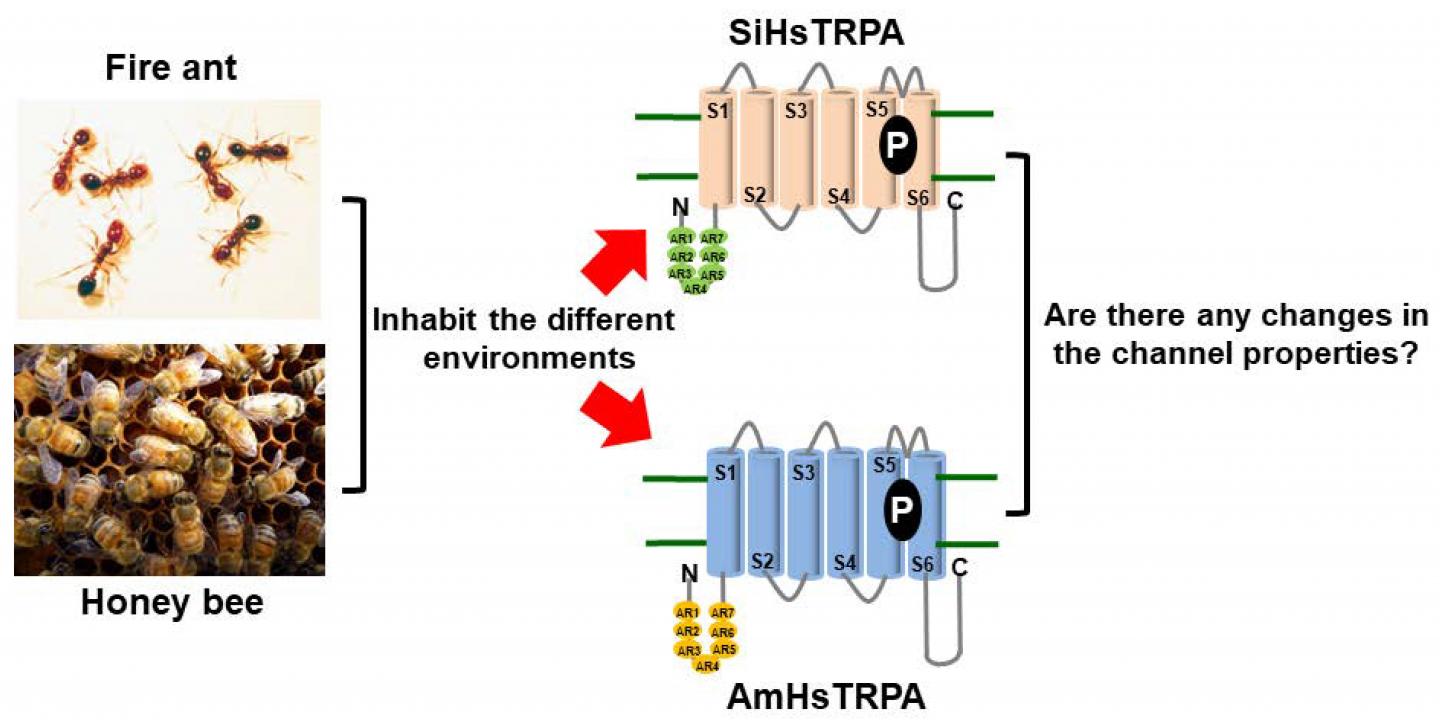 Fire Ant TRP Channel
