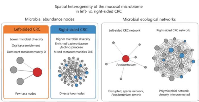 Summary of spatial microbiome heterogeneity in left- vs. right-sided CRC.