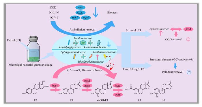 Metabolic responses and biodegradation pathways of microalgal-bacterial granular sludge to estriol: structural remodeling, microbial shifts, and gene dynamics