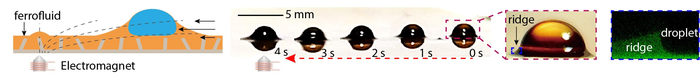 Ferrofluid-infused slippery surface