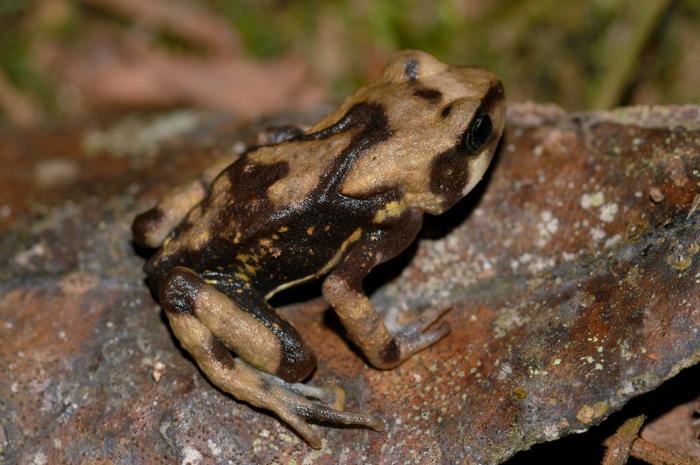 Like its relatives, Nectophrynoides luhomeroensis has large skin glands all over its body.