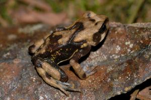 Like its relatives, Nectophrynoides luhomeroensis has large skin glands all over its body.