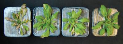 Plant Hormone ABA Increases Drought-Resistance