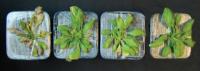 Plant Hormone ABA Increases Drought-Resistance
