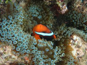 Tomato anemonefish (Amphiprion frenatus) in its natural environment