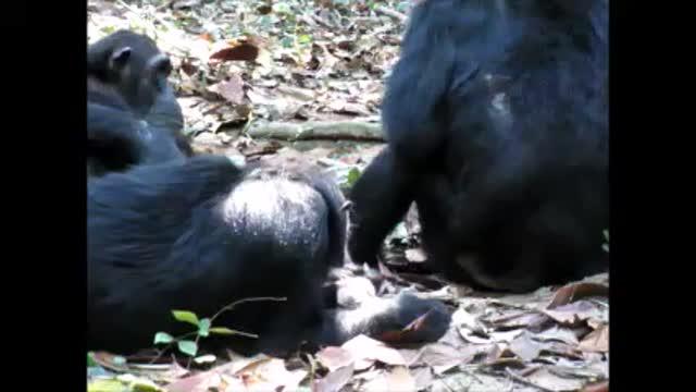 Wild Chimpanzee Caring for Her Disabled Child (1 of 2)