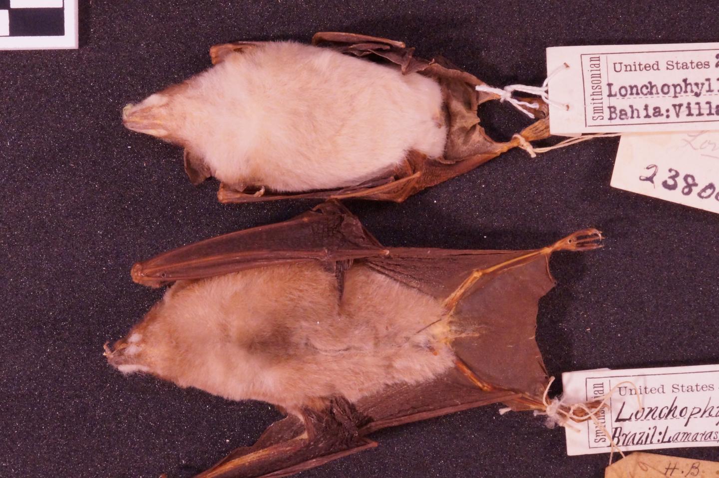 Comparison of Species