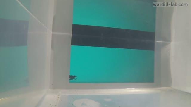 Cuttlefish Use Depth Perception Similar to Vertebrate Vision When Hunting Prey (6 of 9)