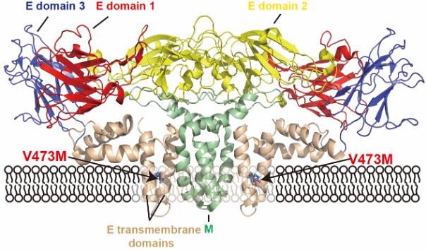 Three-Dimensional Structure of Zika Envelope and Membrane Proteins