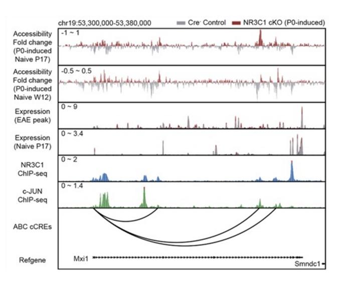 KAIST team links early life epigenetic memory to adult brain inflammation​