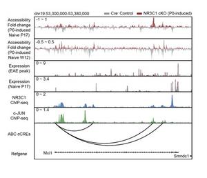 KAIST team links early life epigenetic memory to adult brain inflammation​