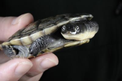 Roti Island Snake Necked Turtle