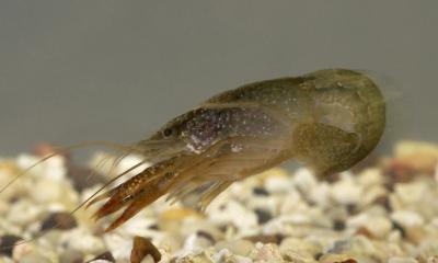 Crayfish