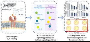 THE SCHEMATIC DIAGRAM OF ZEBRAFISH NEURODEVELOPMENTAL TOXICITY MEDIATED BY TDCPP-BOUND INTEGRIN AVB3