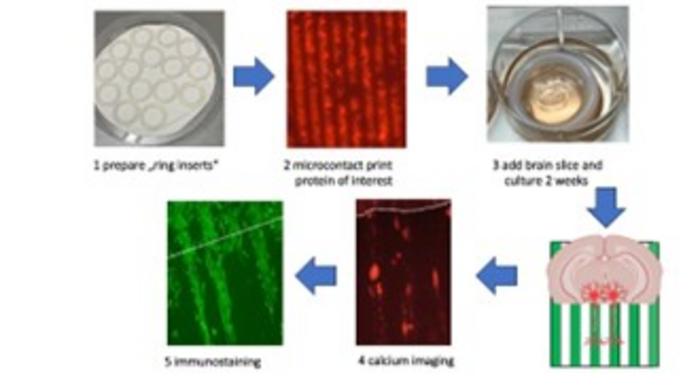 Novel, ring-inserts“ are prepared (1) and loaded with growth factors of interest using microcontact printing (2). Brain slices taken from postnatal day 8-10 mice are added (3) and nerve fibers grow along these prints. On living slices calcium imaging is
