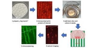 Novel, ring-inserts“ are prepared (1) and loaded with growth factors of interest using microcontact printing (2). Brain slices taken from postnatal day 8-10 mice are added (3) and nerve fibers grow along these prints. On living slices calcium imaging is