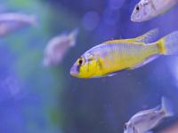 Cichlid Fish in Scott Juntti's Lab at the University of Maryland