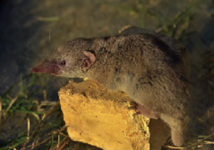 Asian house shrew from southwestern Iran.